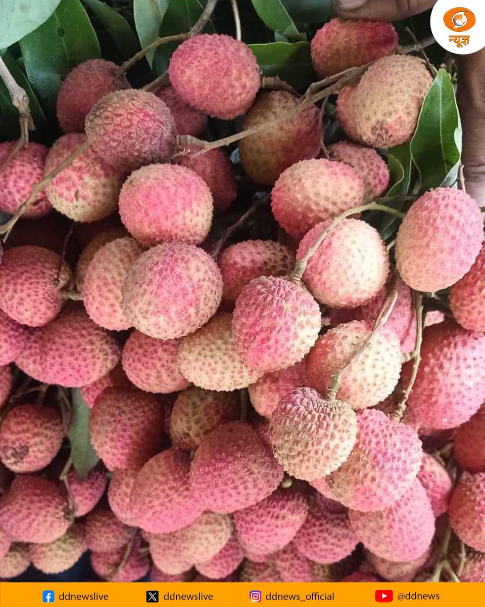 DDNewslive's tweet photo. From Devbhoomi to Italy! 

With the support of APEDA, Uttarakhand’s renowned Dehradun litchis have been exported to Italy for the first time. Under the leadership of PM @narendramodi, Indian agricultural products are gaining global recognition, creating new opportunities and better incomes for farmers. 

@APEDADOC