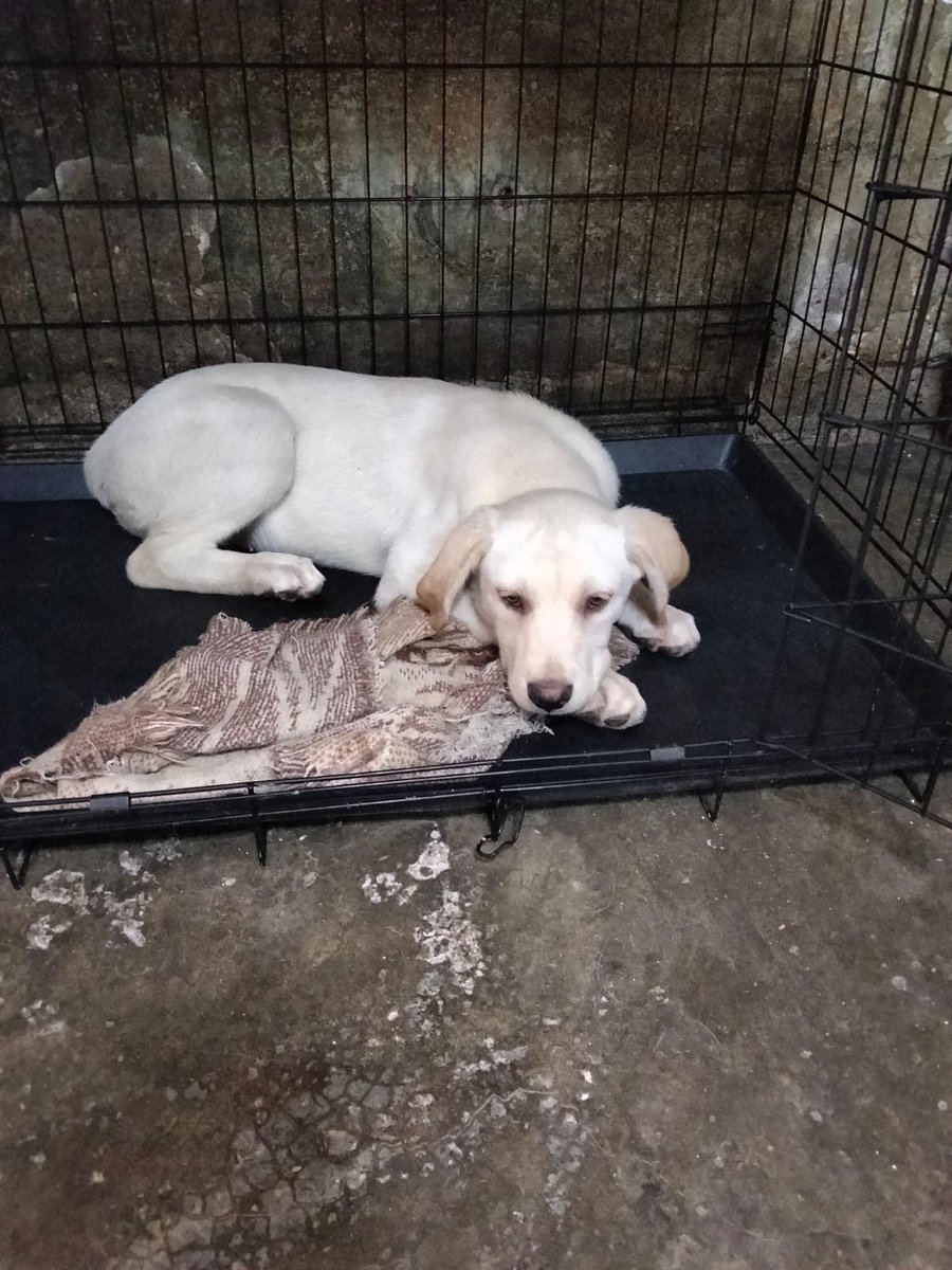 Ari_Arciniega6's tweet photo. Bella Cachorrita de 4 meses ella se encuentra triste porque su hermano pronto marchará y ella quedará sin su compañero de juegos, Si deseas adoptarle responsablemente Porfavor escríbeme 👇 CDMX 🐾 Más no tardes mucho ella Necesita cariño y compañía por Siempre 
Gracias por leerme https://t.co/EiXpsUsdLI