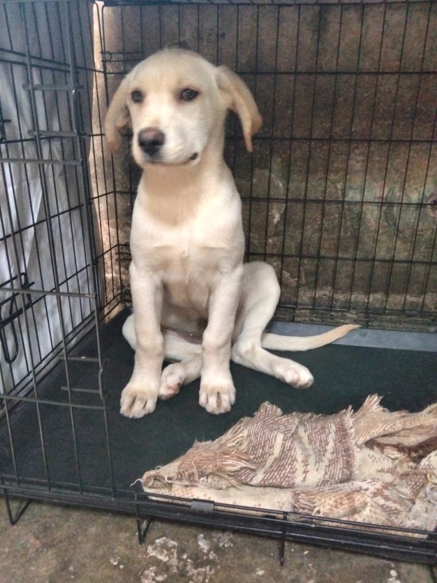Ari_Arciniega6's tweet photo. Bella Cachorrita de 4 meses ella se encuentra triste porque su hermano pronto marchará y ella quedará sin su compañero de juegos, Si deseas adoptarle responsablemente Porfavor escríbeme 👇 CDMX 🐾 Más no tardes mucho ella Necesita cariño y compañía por Siempre 
Gracias por leerme https://t.co/EiXpsUsdLI