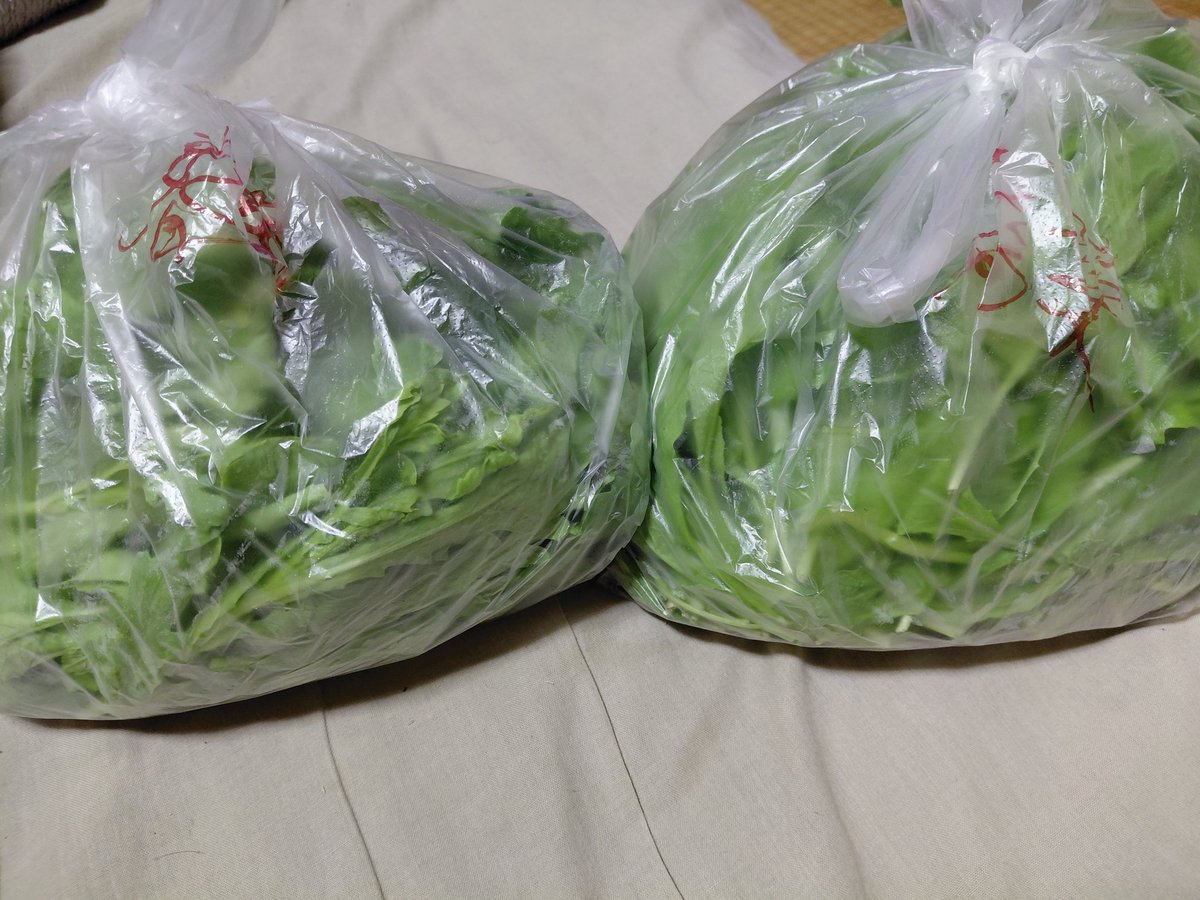 hashihaka's tweet photo. 左→春菊、右→高菜。同僚からの貰い物。さて、どうやって食べようか？🤔。 https://t.co/eVfVLpVzvl