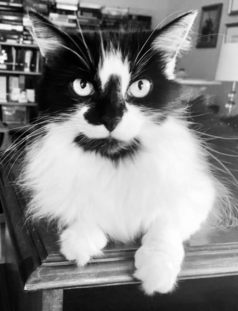 MiddVt's tweet photo. @cybercat207 This photo looks like Jet was trying to stay as cool as he could on a very hot day.🐈‍⬛🐈‍⬛  Hope you make it through the stretch of very hot weather ♨️♨️forecast for upcoming days.   Chloe and I send you #CatsNoirFriday paw-waves! 🐾🐾 https://t.co/pde7ULVU7J