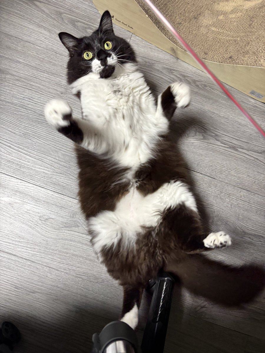 catbokuboku's tweet photo. いつもいつでも本気で生きてる https://t.co/dBS7qybjH8