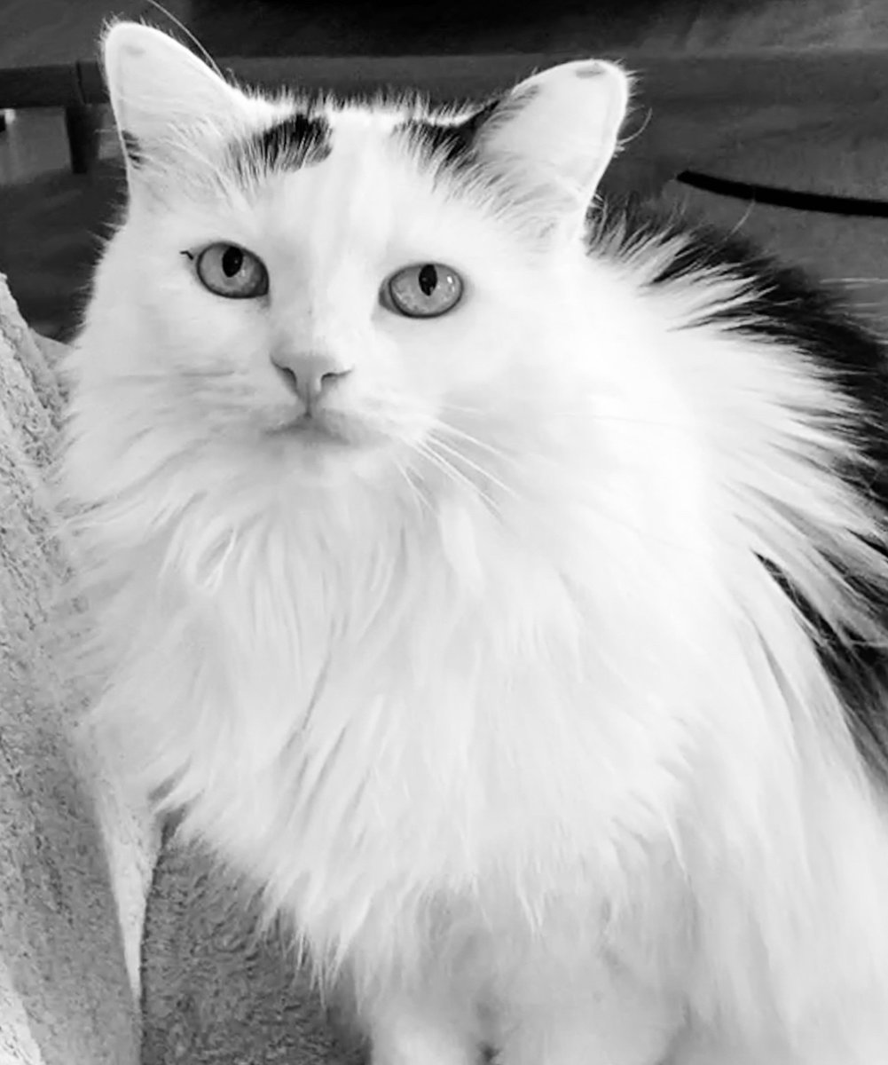 MiddVt's tweet photo. @cybercat207 This photo looks like Jet was trying to stay as cool as he could on a very hot day.🐈‍⬛🐈‍⬛  Hope you make it through the stretch of very hot weather ♨️♨️forecast for upcoming days.   Chloe and I send you #CatsNoirFriday paw-waves! 🐾🐾 https://t.co/pde7ULVU7J