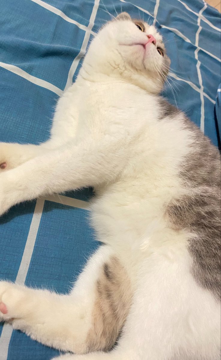 legoisacat's tweet photo. my litol bolu kukus nampak tidak bersemangat https://t.co/4Uw6uIzAN5