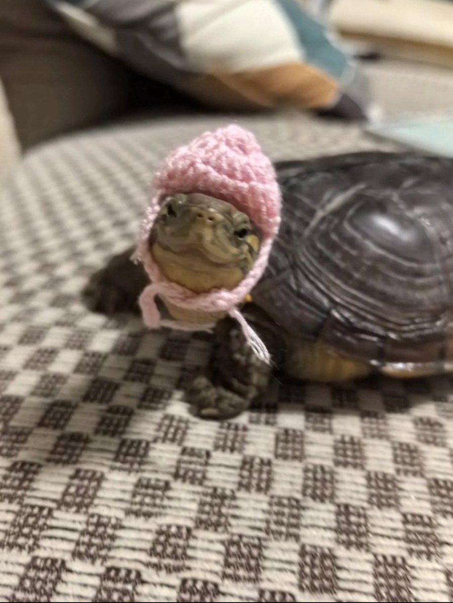 $TUGA | Ⅿ𝖾𝒎ё Coin Turtle🐢 tweet media