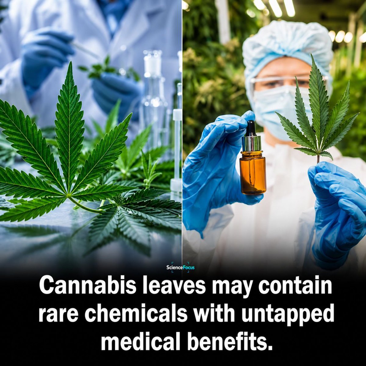 ScienceFocusonX's tweet photo. Scientists found a hidden secret in cannabis leaves.

The leaves may be more valuable than anyone thought.

Researchers discovered 25 compounds never before found in cannabis.

They also identified rare chemicals called flavoalkaloids.

These compounds could have medical potential.

Scientists say they may help inspire future treatments.

More research is still needed.

But the discovery shows cannabis leaves may be more than just waste.