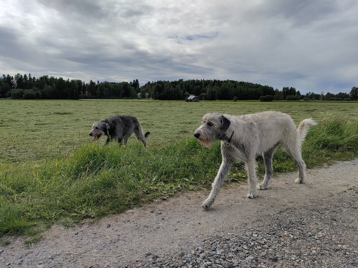 VantagePointZ_'s tweet photo. @UralicMoon Happy Midsummer!

Nothing extra planner for me this year. Just been out with the dogs, letting them run free, as the weather is so nice. https://t.co/LpNWZwKQwf