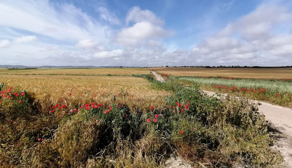 SEO_BirdLife's tweet photo. 🌱Impulsamos la Red Agraria de Cultivos Sostenibles.

En esta iniciativa, reunimos a agricultores, centros de investigación y entidades especializadas para desarrollar modelos de producción más eficientes y sostenibles dentro de la PAC.

Te lo contamos 👉https://t.co/BQzgJ7jlYC https://t.co/SODdC9HKxY