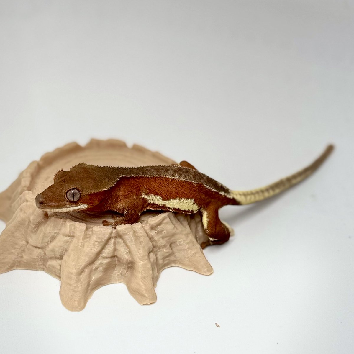 RadEye_Cresties's tweet photo. 2025.10.8→2026.1.13
レッドファントムリリー ♀
#crestedgecko #クレスフェス 
#RadEye https://t.co/AMJc1NZpEq