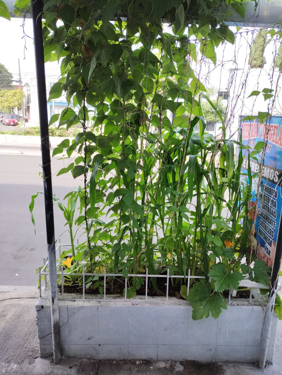 josflix's tweet photo. Mini milpa sobre eje 4, CDMX https://t.co/rFcQ3c7cUs