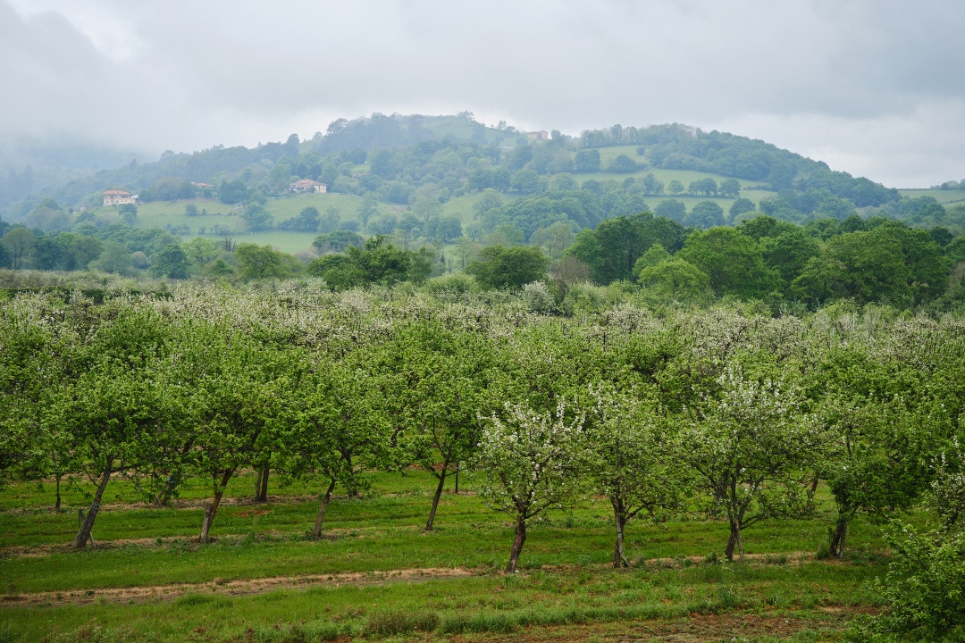 MasaveuBodegas's tweet photo. Hay lugares donde el tiempo parece avanzar de otra manera. 🍎✨

En pleno corazón de Asturias, rodeado de pomaradas y paisaje, se encuentra Llagares Valverán, el lugar donde elaboramos nuestra sidra de hielo.

Antes de llegar a la copa, todo comienza aquí. 🌿

#MasaveuBodegas https://t.co/6xWCyb22gZ