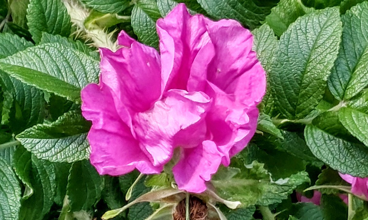 AlbertoBackmanX's tweet photo. +25°C ☀️🌲🚲🌲🌹 Lämmin päivä pyöräillä.
Kaupunki on melko tyhjä kun suurin osa ihmisistä viettää juhannusta mökillä.🏕🔥 https://t.co/XizWPKbiUl