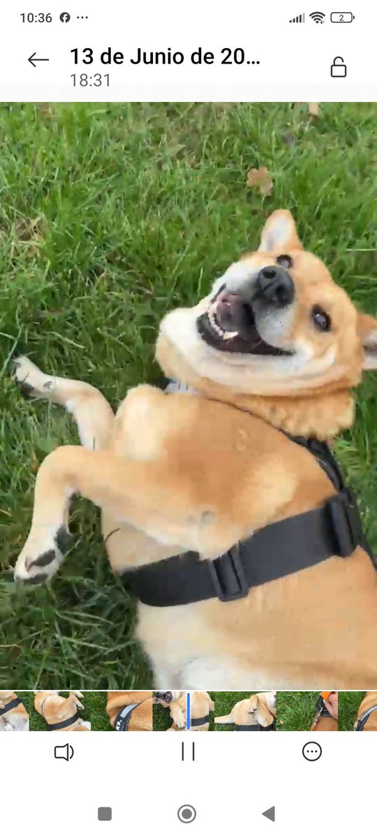 Fundacion_CIMA's tweet photo. Aún espera x una Familia... Rescatado de familia de traficantes mal vivientes que lo golpeaban y maltrataban... Aún así su carita sonrie y continúa siendo un buen perrito 🥰 tamaño mediano/grande esterilizado, vacunado y desparasitado. Sociable con otros perritos 
+56969079272 https://t.co/6ixADH3oL4