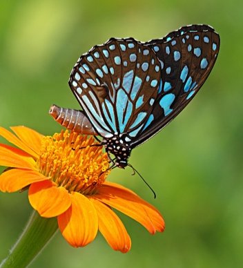 AviationTrichy's tweet photo. Our #Trichy airport has received more tourist footfall. The Tropical Butterfly Conservatory, Trichy is one of the reasons. This conservatory 🦋 is one of the biggest in Asia sprawling 25 in the island part between the river Cauvery and Kollidam. It houses as many as 133 species. https://t.co/hLjgkB4leG