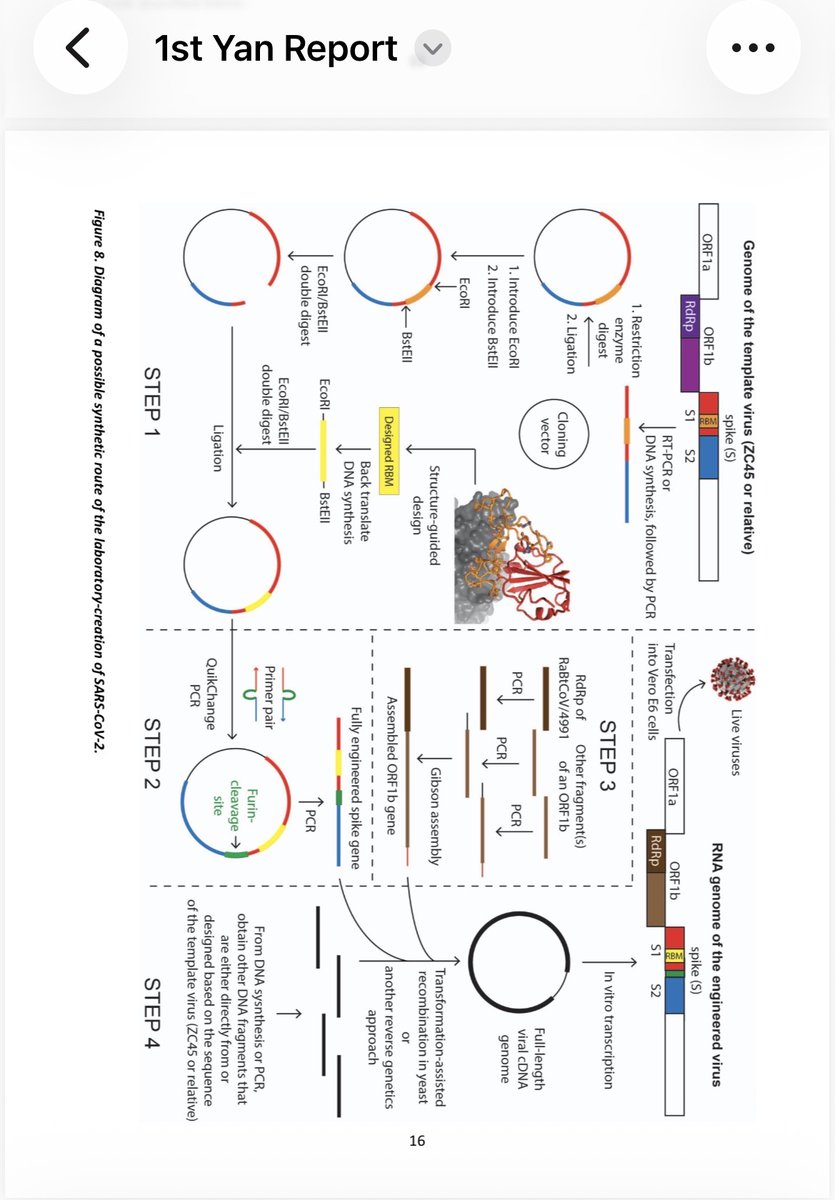 DrLiMengYAN1's tweet photo. This ODNI declassification involves the initial discussions surrounding the release of my First Yan Report on Sep 14, 2020 (https://t.co/Xl75So06p8)
What is shown here is only the tip of the iceberg. These emails expose part of the intense cognitive warfare conducted by the CCP and forces aligned with Fauci to suppress global investigations into the truth of the COVID-19 pandemic, as well as the transnational persecution and suppression of whistleblowers. These revelations deserve careful examination.
Key Points
1.
On the very day I released the 1st Yan Report on the origin of COVID-19, DHS requested that the Intelligence Community analyze and discuss it.
* However, someone within the State Department’s Bureau of Intelligence and Research (INR), without genuinely reviewing the contents, immediately characterized the report as “nonsense,” claiming that its conclusions were inconsistent with the “natural origin” narrative that had been promoted under Fauci’s leadership.
* This raises a critical question:
Was INR misled, or were certain individuals intentionally participating in efforts to suppress investigations into the origin of COVID-19?
* More importantly, the email contains the following statement:
“A couple virologists at State and I reviewed a version of her paper — it's been circulating for at least a month or so.”
This statement is demonstrably false.
* The report was uploaded and published on Zenodo at approximately 9:00 a.m. Eastern Time on September 14, 2020.
One month earlier, the report had not even been completed, and it had not been provided to anyone for review.
How, then, could this individual have seen it “a month earlier”?
2.
The following day, September 15, another effort was made to smear and discredit both me personally and the scientific evidence presented in my COVID-19 origin report by circulating a false narrative published in The Daily Beast.
That article was based entirely on false narratives promoted by the CCP.
* It was fully consistent with the large-scale disinformation campaigns later advanced by the CCP through outlets such as The New York Times, https://t.co/7qpBXxOqLC, and many others, as well as with the CCP’s broader campaign of transnational persecution directed against me.
* BTW, my first Twitter account—which had posted nothing except a link to the Yan Report—was permanently suspended on that very same day.
The suspension shocked observers around the world.
3.
Truth is eventually seen and verified.
On Sep 16, the third day after publication of the First Yan Report, Lawrence Livermore National Laboratory requested that a group discussion (“circle up”) be organized to review the report.
* The reason was straightforward:
They considered portions of the scientific evidence presented in the report to be credible and worthy of further detailed examination.
* They also proposed bringing personnel from Los Alamos National Laboratory into the discussion.
4.
As additional members of the Intelligence Community carefully reviewed the report, a Sep 18 email showed that, based on the important illustration in the Yan Report describing the technical feasibility of laboratory synthesis of SARS-CoV-2, together with the report’s extensive chain of evidence built from hundreds of scientific references, analysts had already confirmed that the laboratory-origin pathway I described was technically feasible.
* The email further noted that these methods were sufficiently mature that even undergraduate students could readily learn and apply them, and that the evidence pointed directly toward the Wuhan Institute of Virology.
* This is particularly significant because Fauci and the CCP were aggressively insisting at the time that a laboratory origin was “technically impossible.”
5.
It is important to remember that by following the technical pathway laid out in the Yan Reports, investigators can conclusively establish that the CCP’s military-civil fusion biological weapons system—represented by the Wuhan Institute of Virology—possessed the relevant capabilities, researchers, scientific publications, and research foundation necessary to conduct such work.
The same evidence also exposes the false “scientific research” narratives regarding viral origins that were jointly promoted by the CCP and Fauci-associated interests.
Furthermore, the evidence points directly and unequivocally to the coronaviruses ZC45 and/or ZXC21, originally discovered by the PLA in bat populations near Zhoushan in 2017, as the true templates of SARS-CoV-2.
6.
As I keep telling the world, COVID-19 virus is an Unrestricted Bioweapon. Xi Jinping-CCP developed and released it intentionally and caused the historical disaster! Hold it accountable and prevent it in the future!