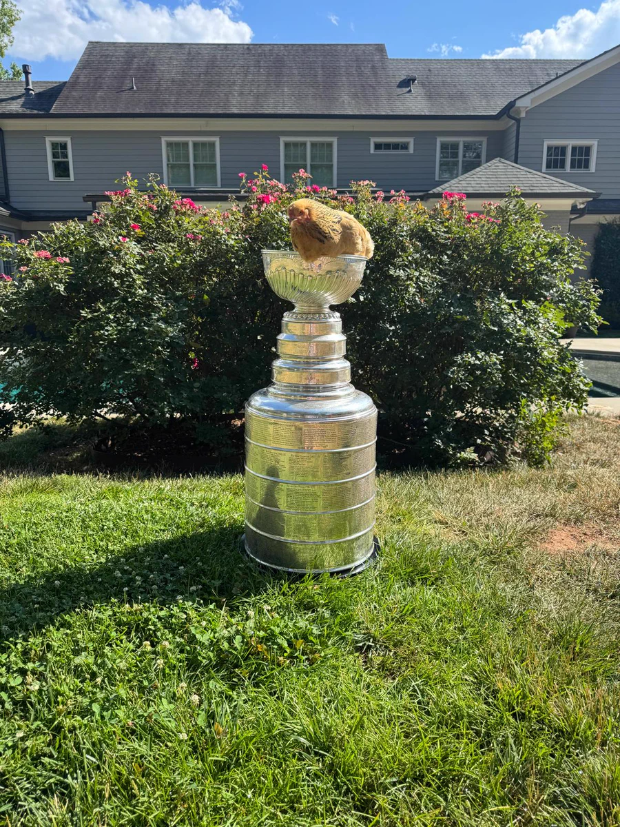 Photo of a chicken in the Stanley Cup.
