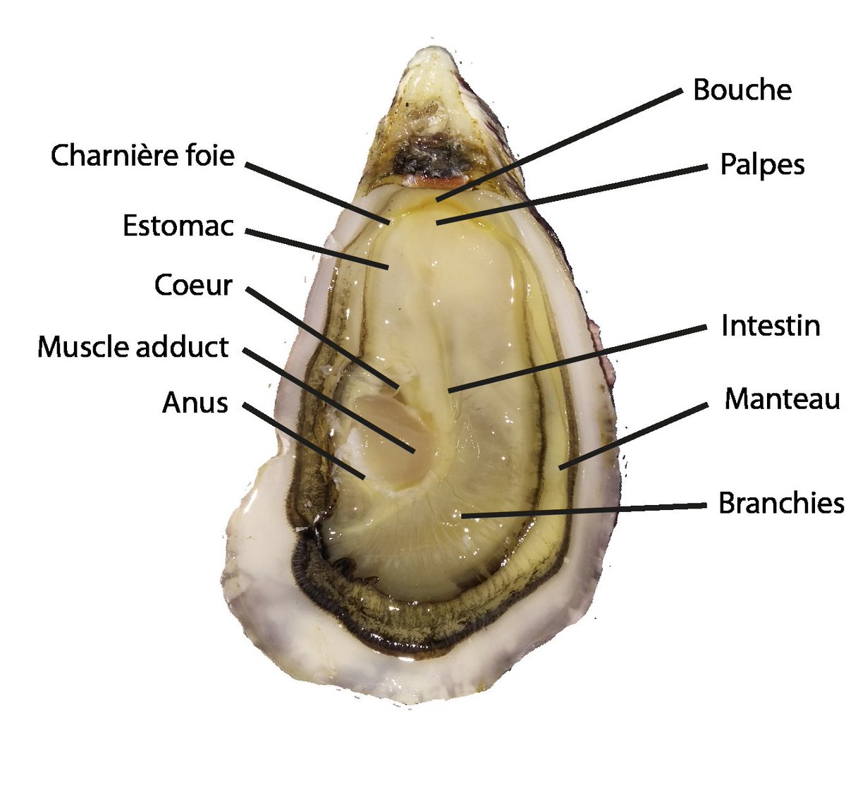 Max3141161's tweet photo. @franceinfo L'Huître Barrot https://t.co/hHeW4pEnkw