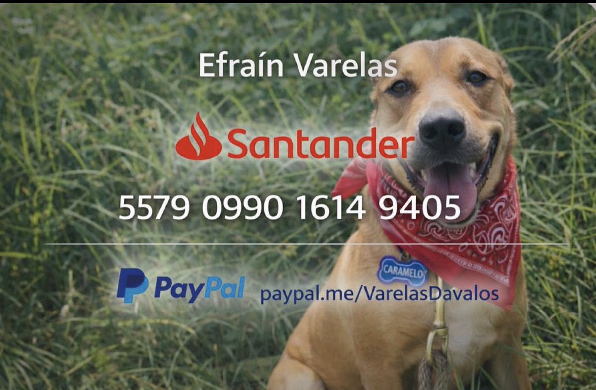 VarelaEfran's tweet photo. Amigos deposité 600 a pensión de mis recursos, porque me da pena con la chica que me hace el favor de cuidar a Blue y Caramelo, realmente no llegó ayuda. ¿6 padrinos de 100 pesos que gusten ayudar a Blue? Y aún falta pagar la de Caramelo. Me preocupa el tema  🫠🫠 https://t.co/ejOsHS3cFh