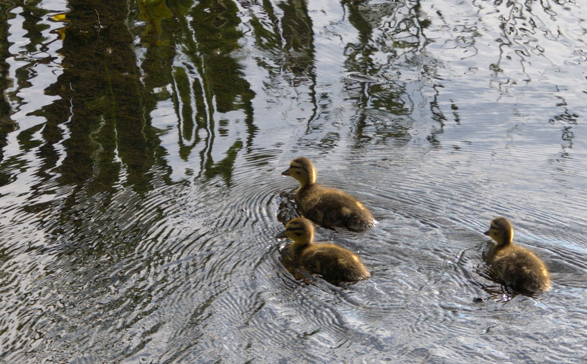 jac61941964's tweet photo. The Rising Sun Country Park in North Tyneside.
It's geat to have a country park where you can relate to nature in an urban, built up area.
#Tyneside
#RisingSun https://t.co/AWYjfSLuFJ