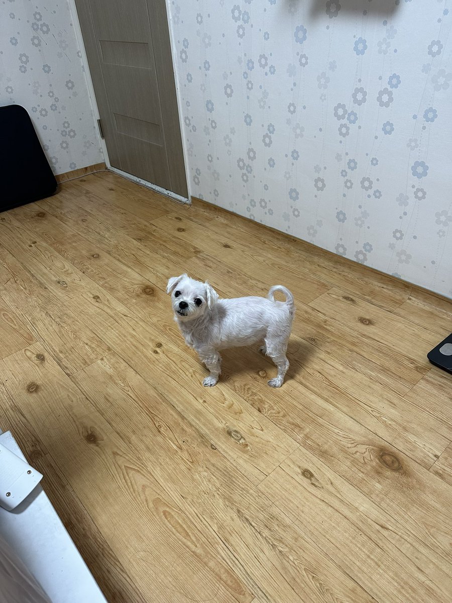 _si0428_y's tweet photo. 저희집 아기가 무지개다리를 건넛어요
너무슬퍼서 슬픈거 글 안올릴려고 트위터 삭제햇는데 삭제한 뒤로도 계속 울고잏으니 정신병 도질것 같더라고요 그래서 다시 깔았습니디…
내강아지 너무너므 보고싶어 https://t.co/gvqQ1EHqsT