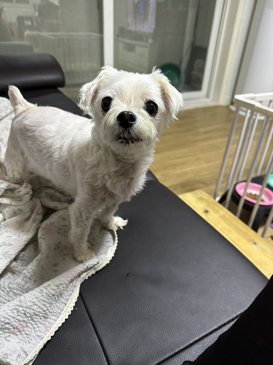 _si0428_y's tweet photo. 저희집 아기가 무지개다리를 건넛어요
너무슬퍼서 슬픈거 글 안올릴려고 트위터 삭제햇는데 삭제한 뒤로도 계속 울고잏으니 정신병 도질것 같더라고요 그래서 다시 깔았습니디…
내강아지 너무너므 보고싶어 https://t.co/gvqQ1EHqsT