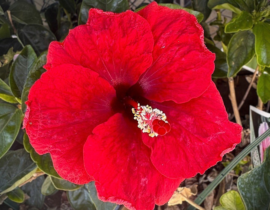 WetTribe's tweet photo. Aloha is a Hawai’ian word that translates to "breath of life". While most used as a greeting or farewell, it represents a deep cultural philosophy. Aloha Spirit encompasses love, compassion, peace, mercy, and mutual respect. #WetTribe #TidetotheOcean #AlohaFriday ❤️🏝️🌺🌊🏄‍♂️ https://t.co/0L51i8qFhj