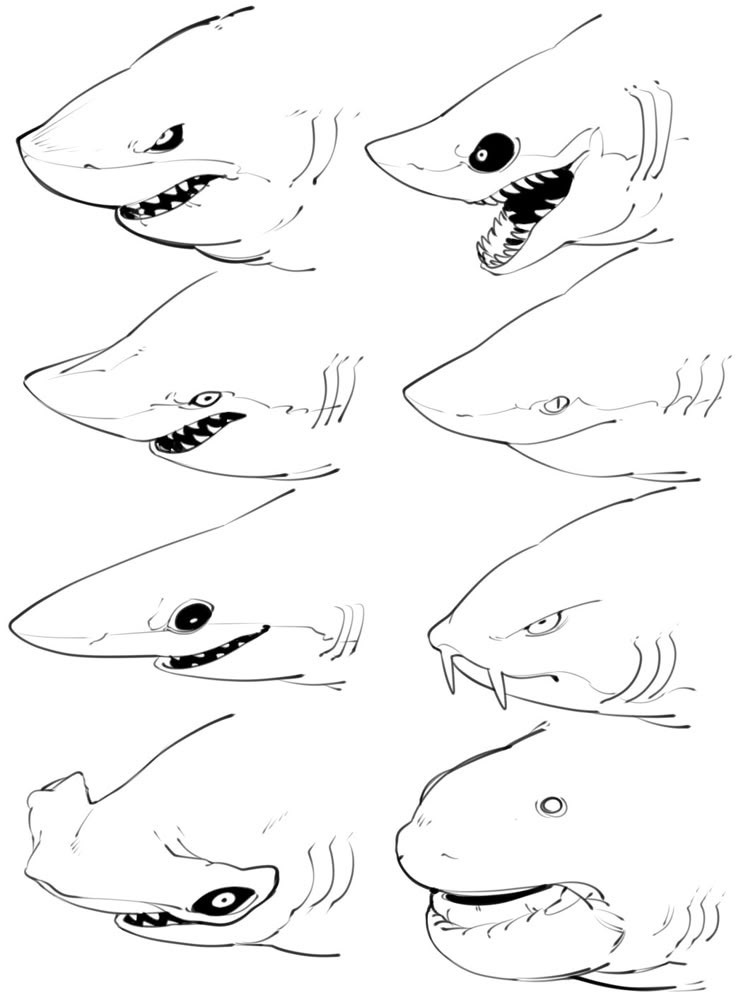 designatmo's tweet photo. Do you know how to draw sharks?
What is the best species? https://t.co/aO7lxKtbwC