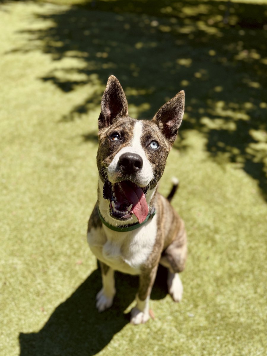 sahumane's tweet photo. Henry is a 1-yr-old Shepherd mix is an energetic, playful pup who absolutely loves  toys. He would thrive in an active home that can provide plenty of exercise, enrichment &amp; adventure. Hikes, backyard playtime, &amp; daily walks around the neighborhood would make him one happy dog! https://t.co/apJtGVmKqA