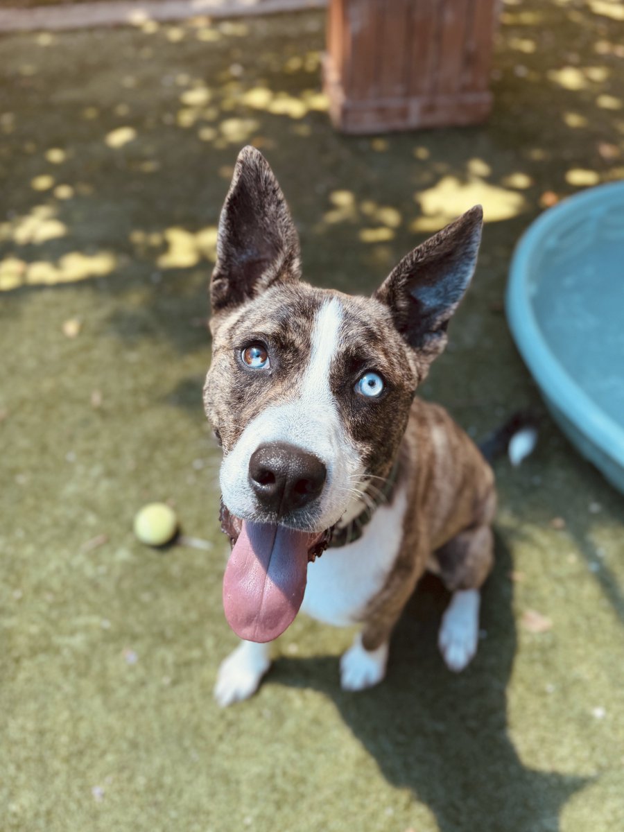 sahumane's tweet photo. Henry is a 1-yr-old Shepherd mix is an energetic, playful pup who absolutely loves  toys. He would thrive in an active home that can provide plenty of exercise, enrichment &amp; adventure. Hikes, backyard playtime, &amp; daily walks around the neighborhood would make him one happy dog! https://t.co/apJtGVmKqA