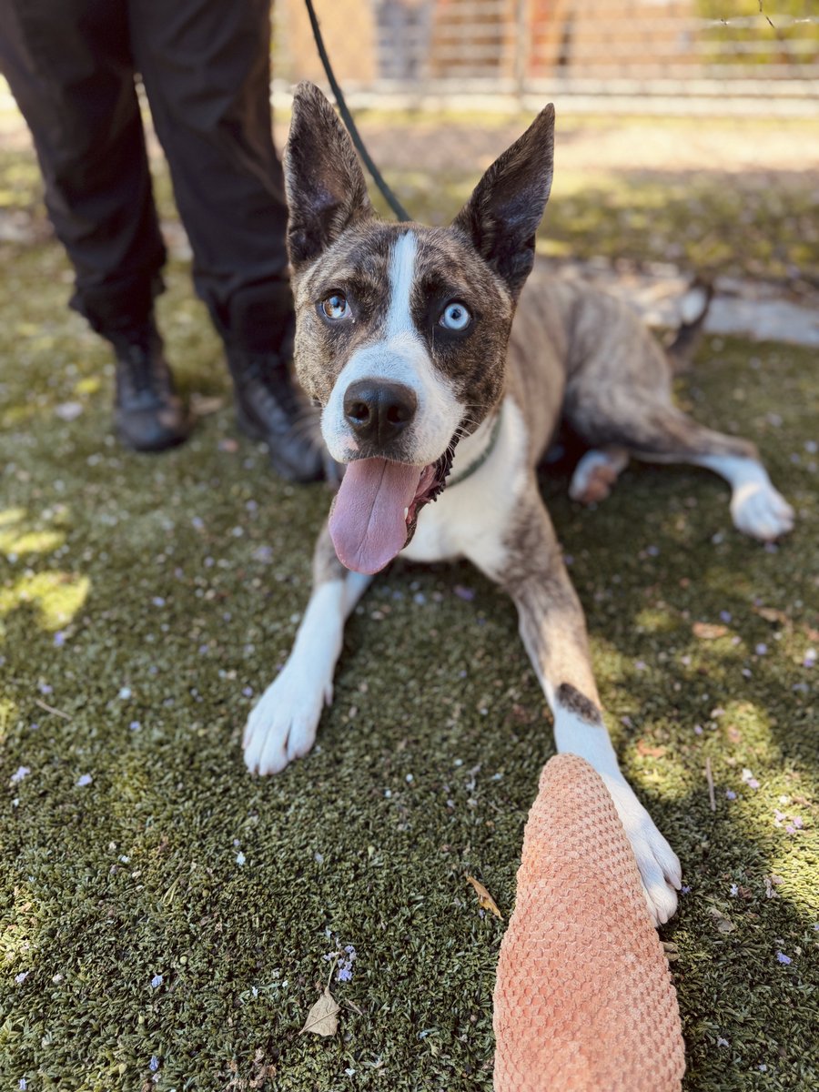 sahumane's tweet photo. Henry is a 1-yr-old Shepherd mix is an energetic, playful pup who absolutely loves  toys. He would thrive in an active home that can provide plenty of exercise, enrichment &amp; adventure. Hikes, backyard playtime, &amp; daily walks around the neighborhood would make him one happy dog! https://t.co/apJtGVmKqA