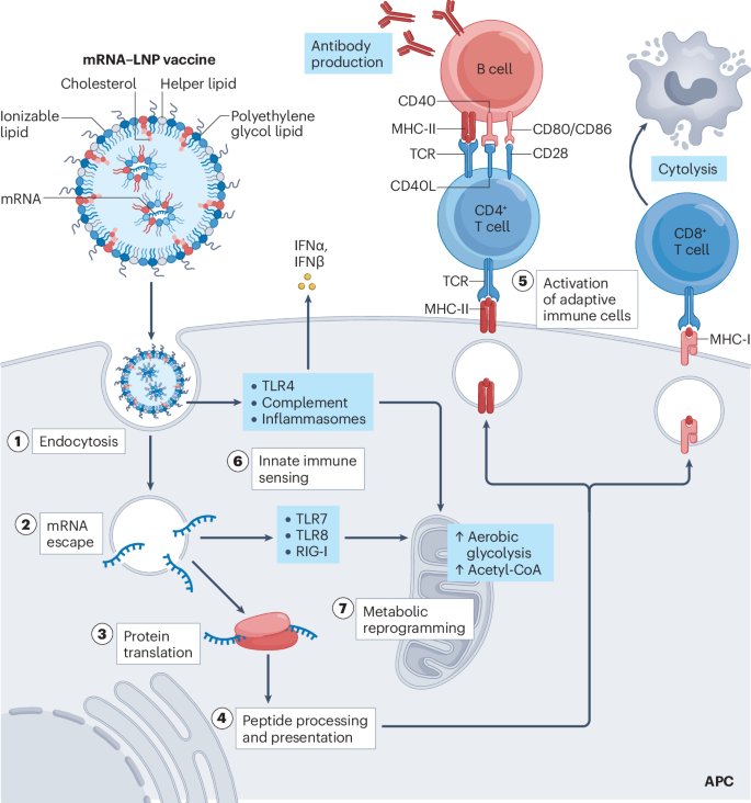 LabWaggoner's tweet photo. Perspective @NatRevImmunol @UTMDAnderson 
Programming the immunological properties of mRNA vaccines for cancer
https://t.co/3UFiSiQizq https://t.co/z80rZvCMMq