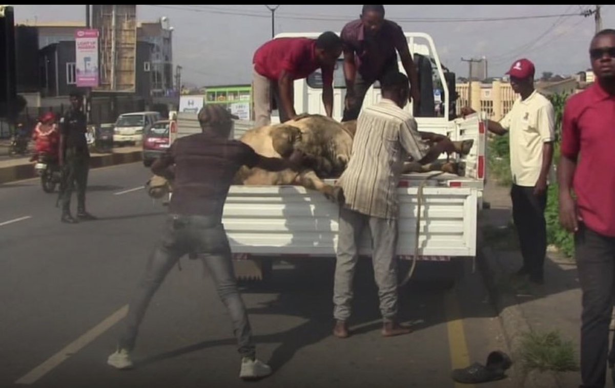 NigeriaStories's tweet photo. JUST IN: Oyo State Government arrests Six Cows for violating Open Grazing law in Ibadan https://t.co/G1RdGkcTRS
