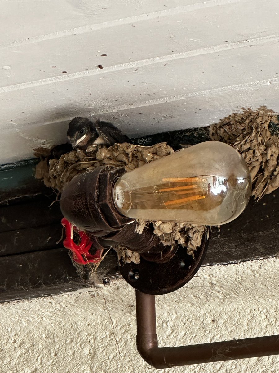 BusyBee006's tweet photo. #Swallows #19June26 #France https://t.co/W4S6RFSy5q