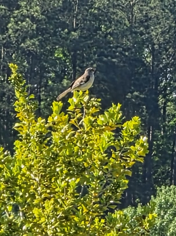 roellen51's tweet photo. This bird has brought his friends to my yard.
Oh! If only we could kill a mockingbird!
Noisy and perched on my roof or this Holly tree he and his friends fight and make a lot of noise - not jubilant at all. Why can't they be joyful like the other birds in my yard? https://t.co/efOyN9HH3n