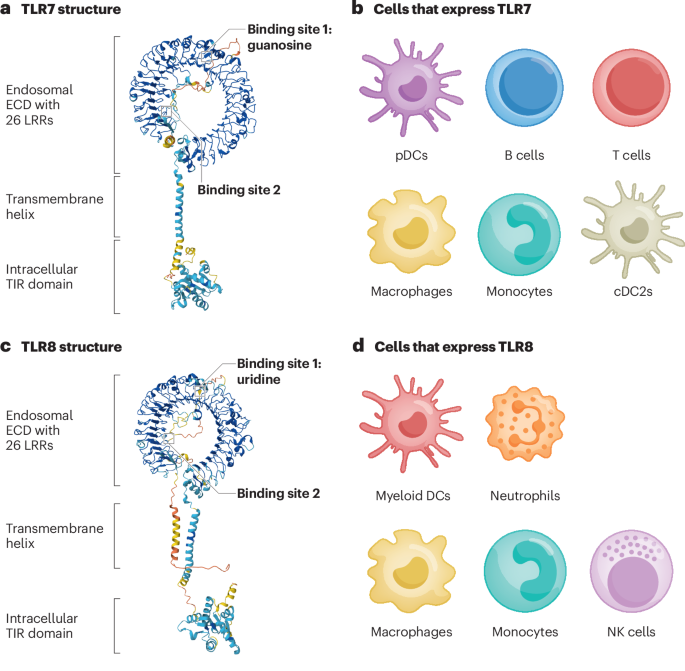 LabWaggoner's tweet photo. Review @NatRevRheumatol @VinuesaLab @TheCrick
TLR7 in systemic lupus erythematosus: genetics and emerging therapies
https://t.co/1UvpjZWcFw https://t.co/g2m1bsiA6x