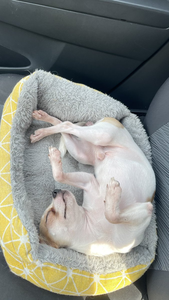 DaisyKoitori's tweet photo. Sarap tulog ng passenger ko ❤️ https://t.co/BhkfJLh4K7