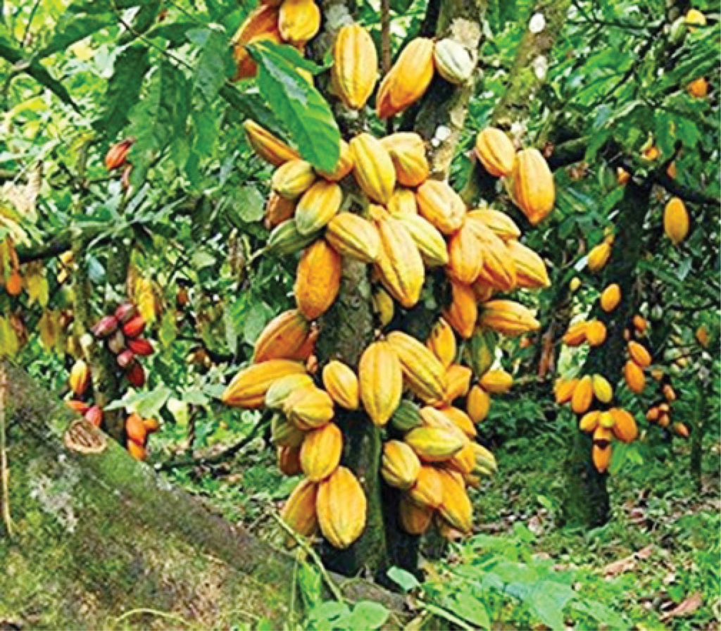 instablog9ja's tweet photo. “Protect us if you want food security” — Farmers tell FG https://t.co/umsJsolEIr
