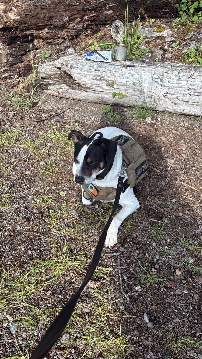 sir dakota tweet media