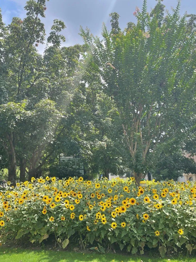 iikkooR_'s tweet photo. Just had a 10-minute walk in the sun—way better than sitting at my desk! My mood’s like a little sunflower now, full of tiny happy vibes. https://t.co/iFMrrKhqHi