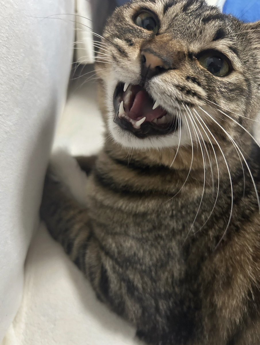 Fuji_Kyosuke's tweet photo. @neko_magazine ねこの名前：るき
飼い主の名前：あや

#夏のねこまつり2026 https://t.co/G42wrabWcm