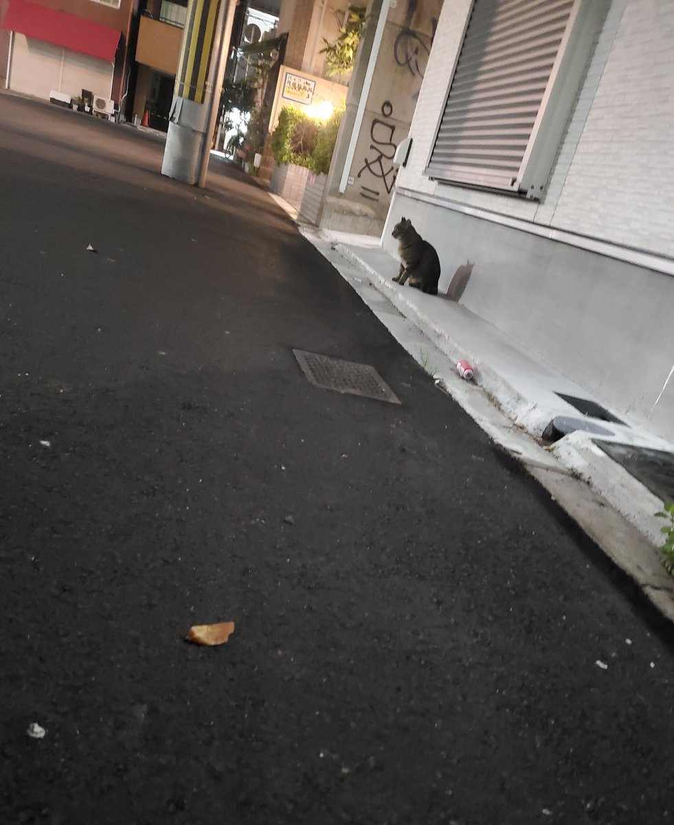 nyaon2014's tweet photo. おるおるおる、おる外メルル☺️

＃地域猫ご飯　https://t.co/Ef5qRfxlPH https://t.co/OYNGKBrDyd
