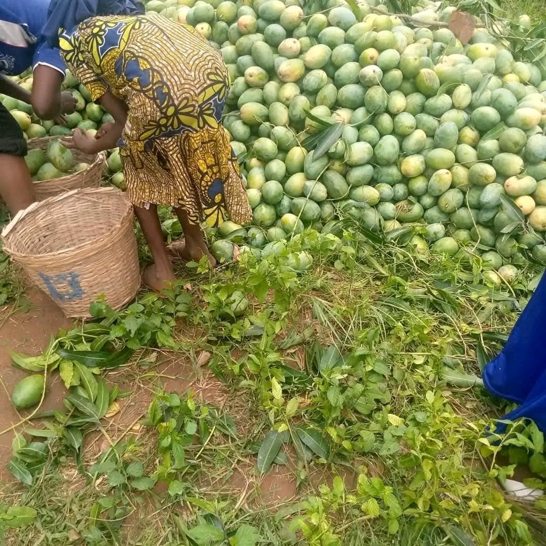 MikeAgrow's tweet photo. I saw one post this morning that refused to leave my head.

It was about mangoes.

Simple gist. A trader goes to a village, buys mangoes and harvests everything at once. Ripe, unripe, confused ones, everybody enters the basket.

Then somewhere on the journey to the city market, "science" enters the chat.

By the next morning, the mangoes are yellow, fine, attractive and looking like they just graduated from a skincare routine.

Customer sees them and says, "Ah! Fresh mango."

Bros, fresh according to who?

The thing wey shock me be say most of us buy food based on vibes.

The tomato is red.
The mango is yellow.
The cucumber is shining.

Case closed.

Nobody asks where it came from.
Nobody asks how it was stored.
Nobody asks what was sprayed on it.
Nobody asks whether it ripened naturally or somebody forced destiny to happen overnight.

And honestly, can you blame us?

For years, agriculture has been about producing more food. More yield. More hectares. More harvest.

But I think the next big agricultural conversation is something else entirely.

Trust.

Because what use is plenty food if consumers don't know what happened to it before it reached their plates?

The future of agriculture may not belong to the farmer with the biggest farm.

It may belong to the farmer, processor, or brand that can confidently answer one simple question:

"How exactly did this food get here?"

Because food security is not just about having food.

It's also about trusting it.

Question: If every food item in the market came with its full story attached, would you still buy the same things you buy today?

 @MikeAgrow