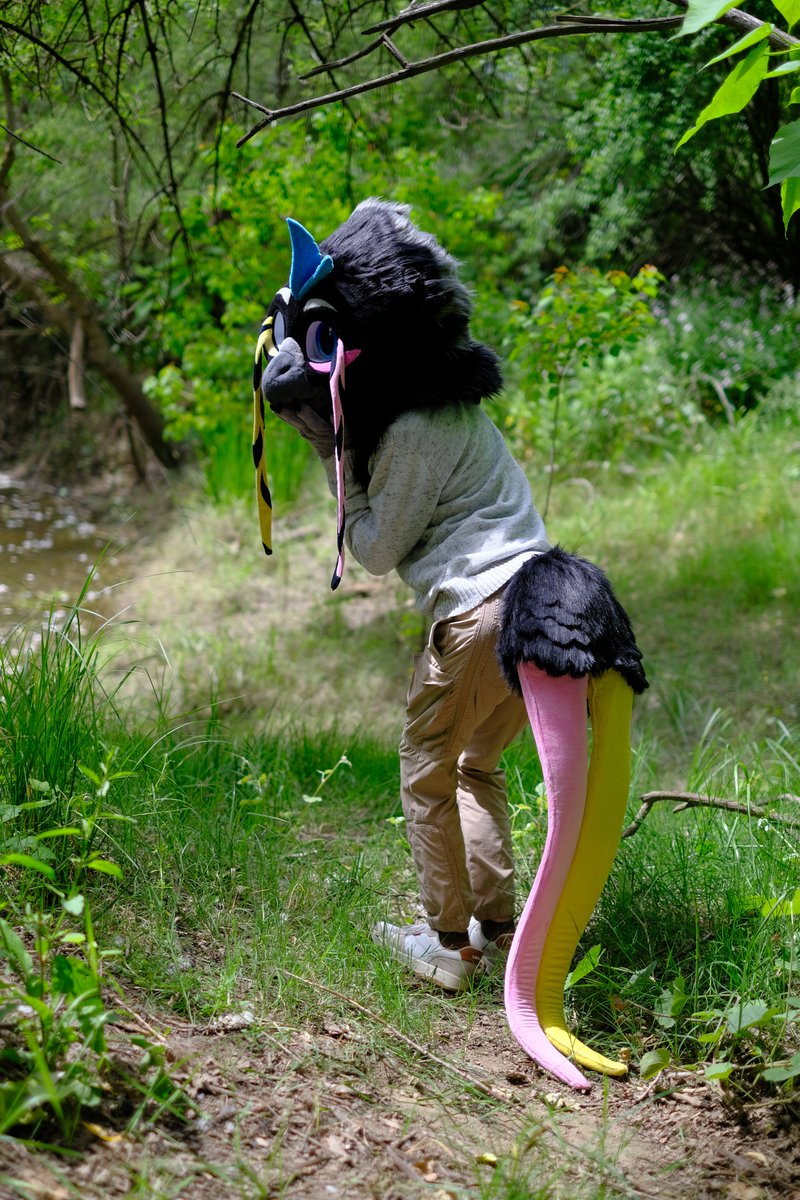 GemelliPog's tweet photo. Local birdwatchers were excited to report a strange colorful bird in the area.

(It’s me. I’m the strange colorful bird.)

#FursuitFriday #Slay #ImAGayLittleBirdie https://t.co/kioiLzf3m7