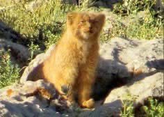 p1nkempress_'s tweet photo. i love how most orange pallas cats are taken like ufo sightings https://t.co/kPyAbPXaS9