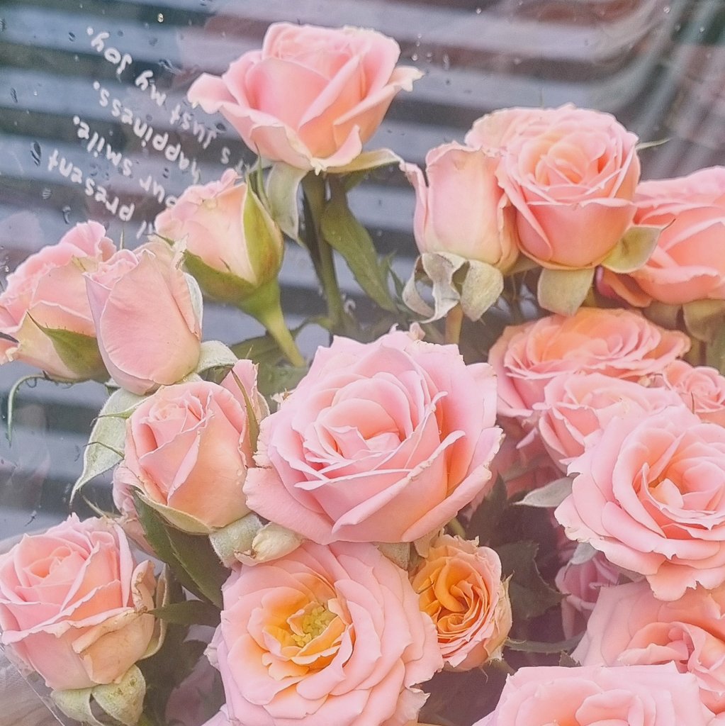 are_db59's tweet photo. 꽃을 샀어요 https://t.co/VdHKmSD9NR