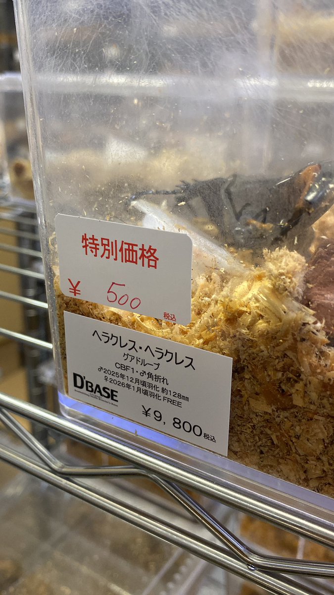 DBASE48's tweet photo. 6月20日・21日の上白根即売会開催に合わせて
D'BASE生体大特価祭り開催‼️
　
店内殆どの生体が大特価！
＆店主気まぐれのおバカプライス生体も！
　
この土日は上白根即売会特別バージョンにてお待ちしております✨ https://t.co/FH09IgDZOI