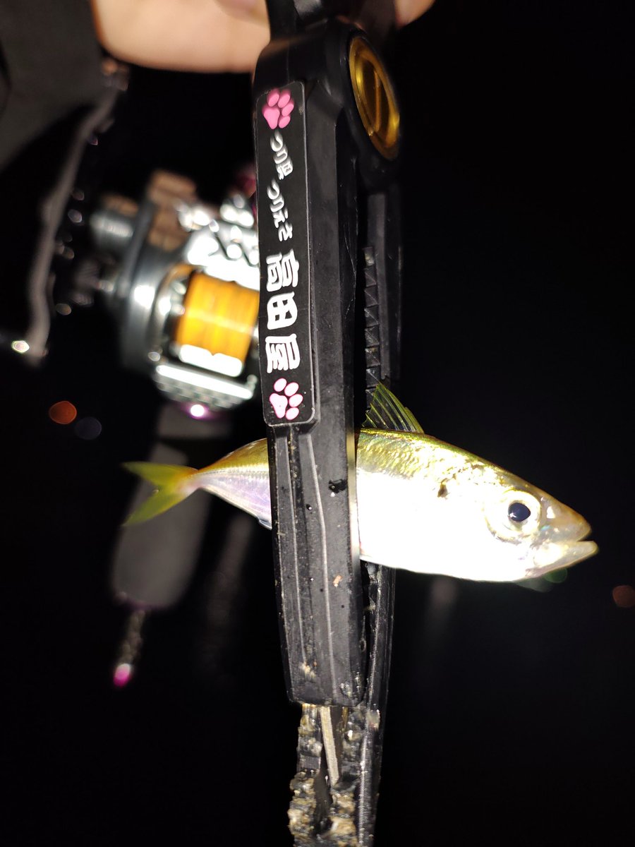 miso4177's tweet photo. 本日は、りゅうさん、なおさん、トシさんと知多アジング🎣
まだまだ南蛮漬けサイズだったので #プロキシマスクイーズ がマッチして飽きないペースで釣れてくれました😆
🍜替玉無料券が終わってしまっていた事に悲しみ🥺でしたが、知多の海に癒されました😆
#ベイトアジング
#背景無加工 https://t.co/kePCAqOm70