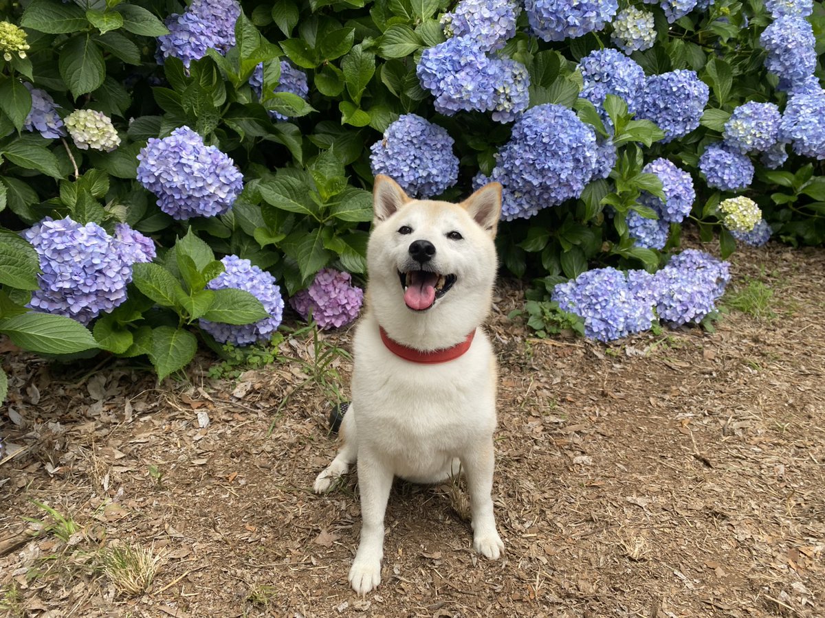 HKR_Lily_o7's tweet photo. みんなで紫陽花を見に行きました🐌💜🩵
#柴犬
#柴犬九七六
#紫陽花 https://t.co/zb3vqJ8mRM