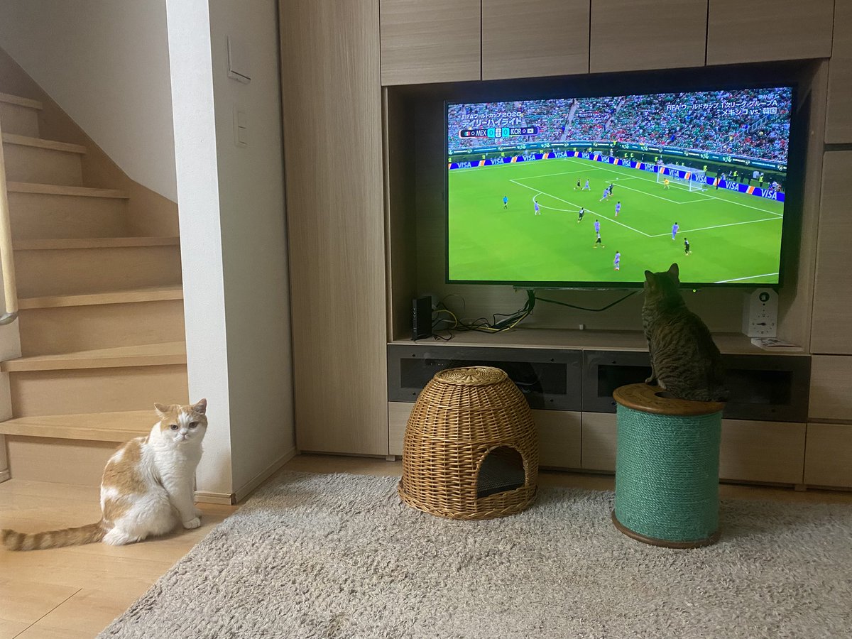5cats_'s tweet photo. ワールドカップに興味がある猫とない猫 https://t.co/mkSpiJR8Ft