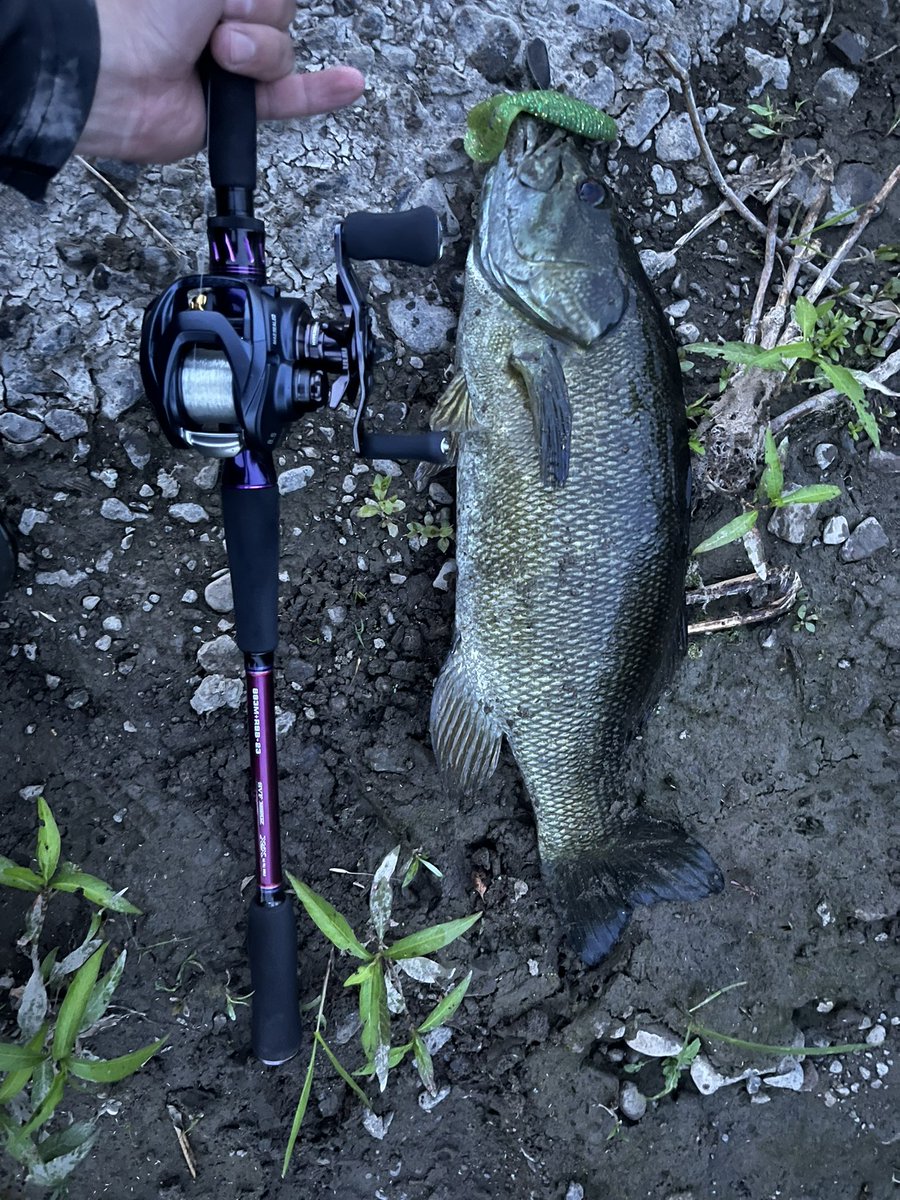 CATBASS21's tweet photo. 穴場すぎ
2枚目のやつ50近いで
ここで1句
バーブレス
飲ませて合わせ
100キャッチ https://t.co/YyCS2gV1Np